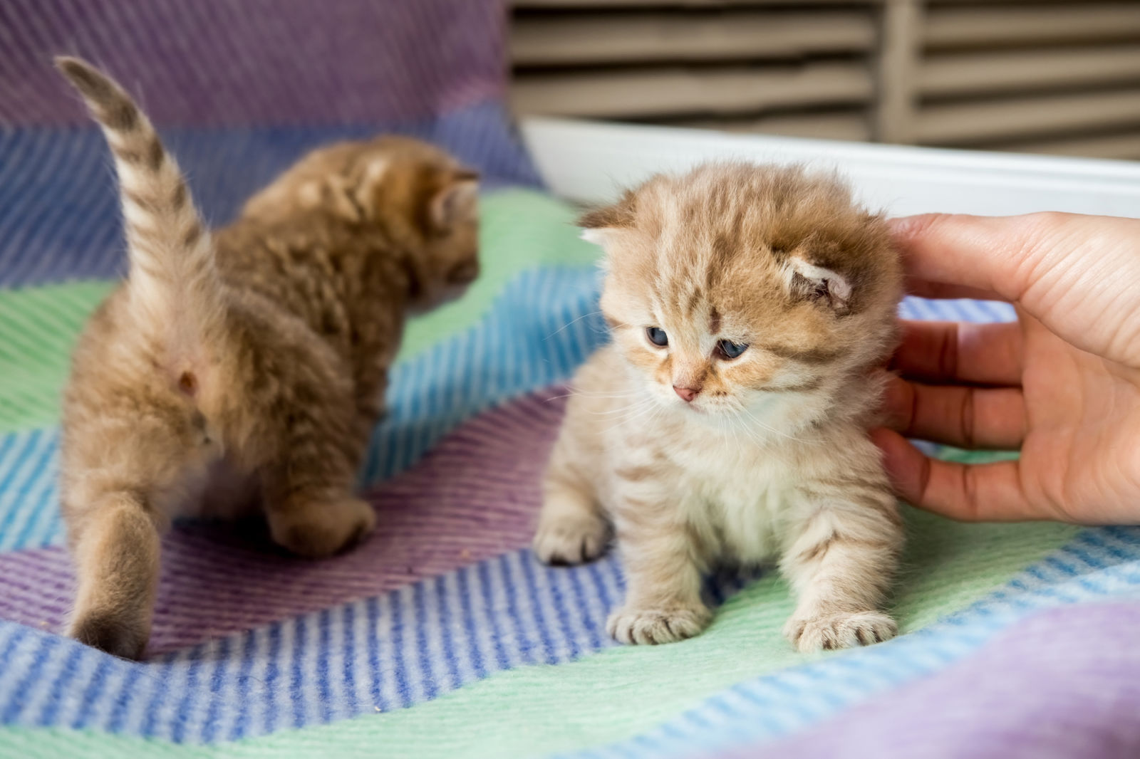 Cat friendly